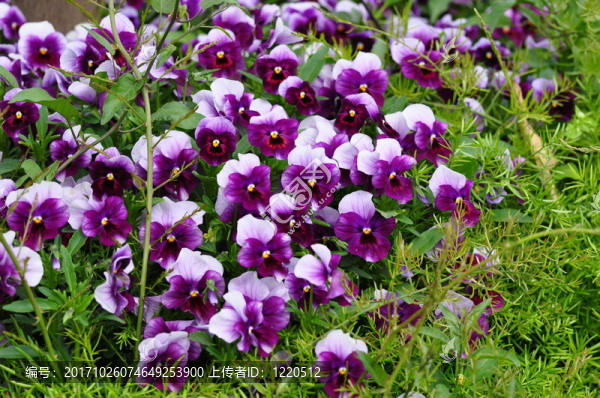veilchen1