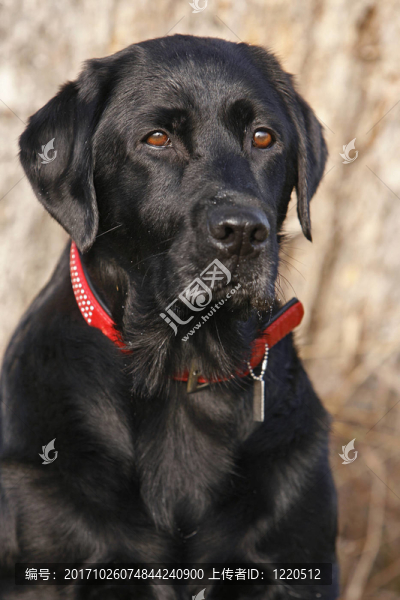 黑色的拉布拉多獵犬