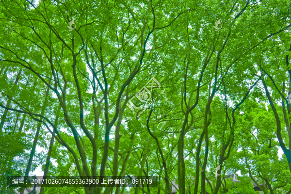 樹(shù)林