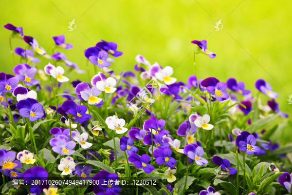 開花