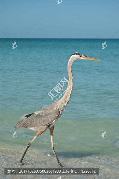 鳥