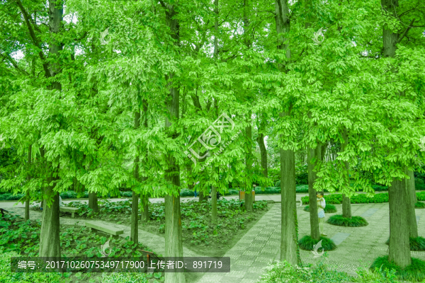 綠葉,樹枝,枝葉,綠樹葉,樹葉