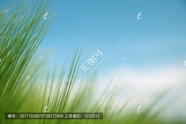 藍(lán)天上的草葉