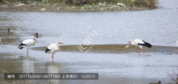 歐洲