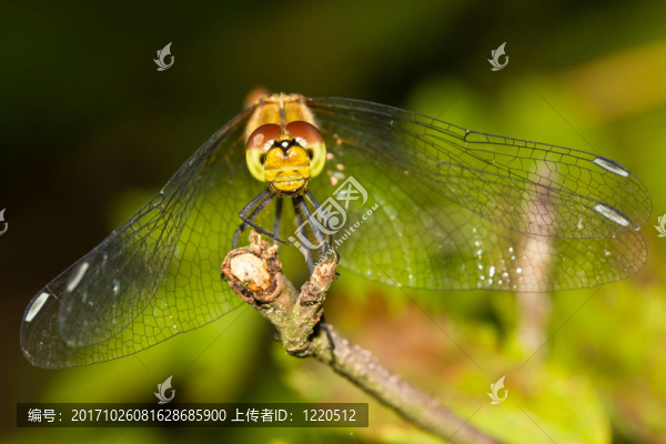 libelle1
