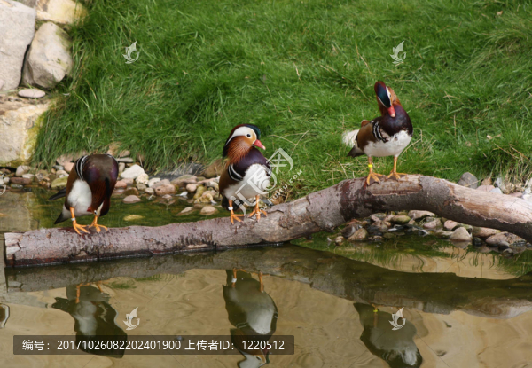 三只鴨子在樹枝上
