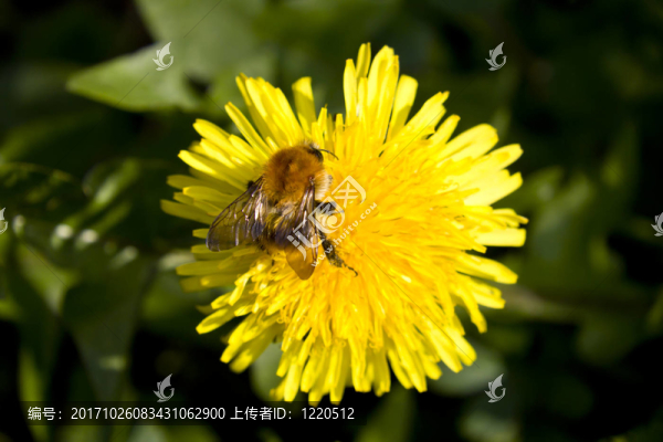 花園