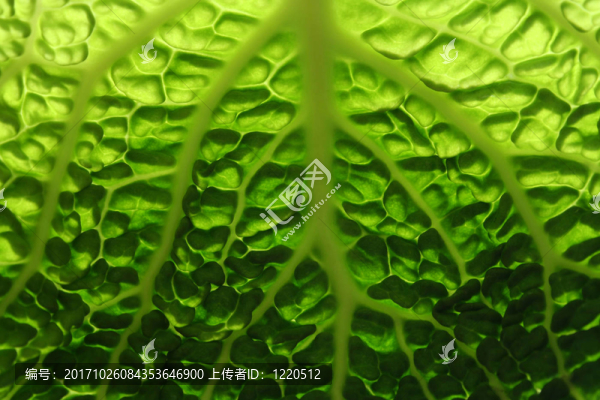 皺葉甘藍(lán)葉