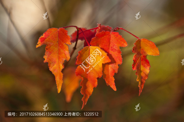 herbststimmung