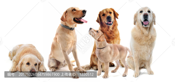 狗