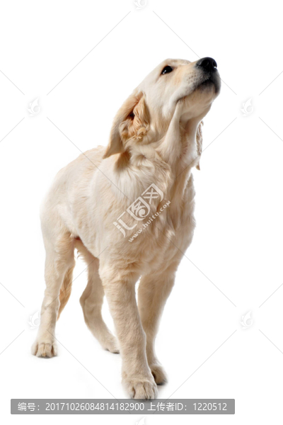 狗