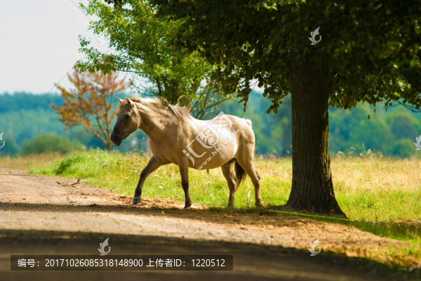 馬