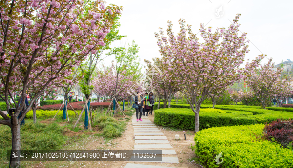 櫻花