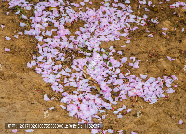 櫻花