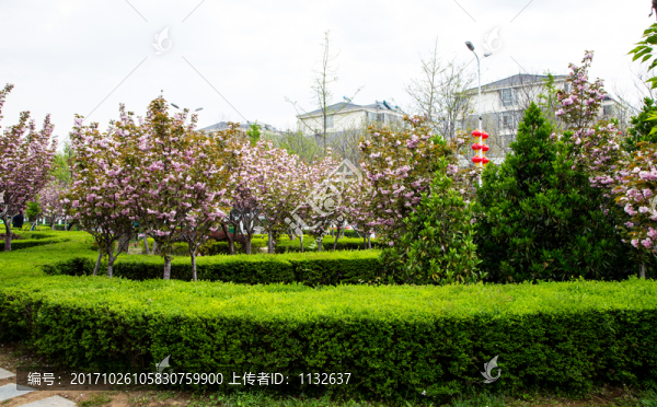 櫻花