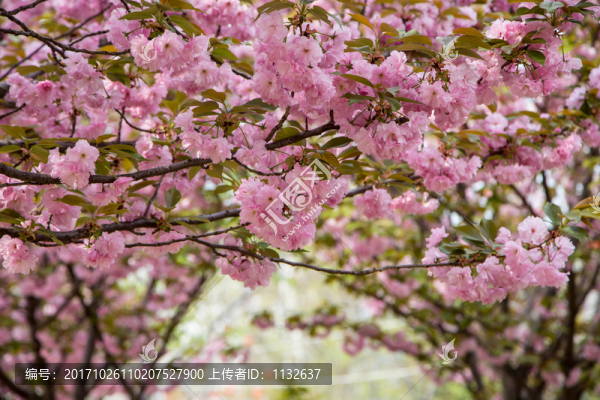 櫻花
