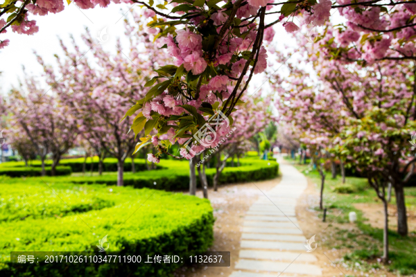 櫻花-匯圖網(wǎng) www.fosd68.com 櫻花