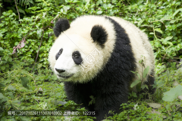 中華大熊貓