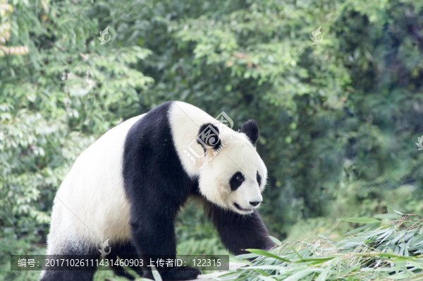 中華大熊貓