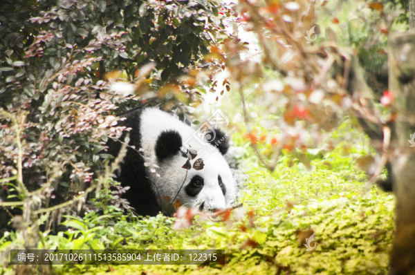 中華大熊貓