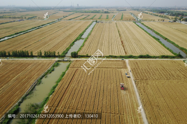 麥田