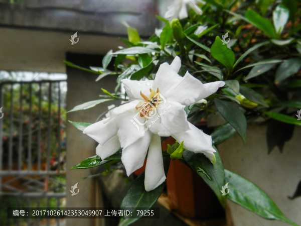 花