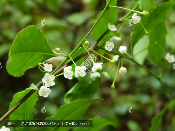 小花
