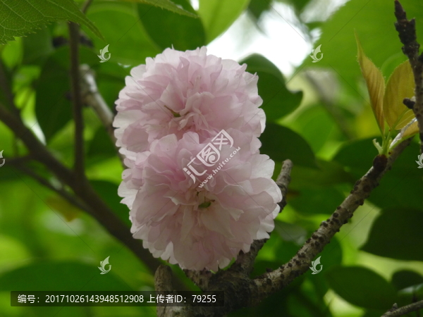 小花
