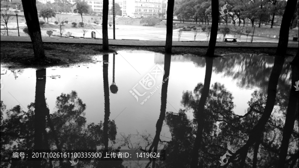 水中倒影的樹木