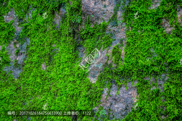 青苔,苔蘚