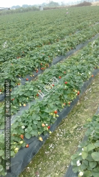 草莓園