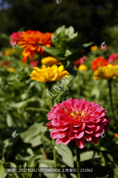 雛菊
