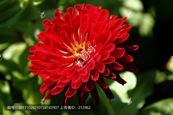 雛菊