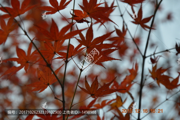 楓葉