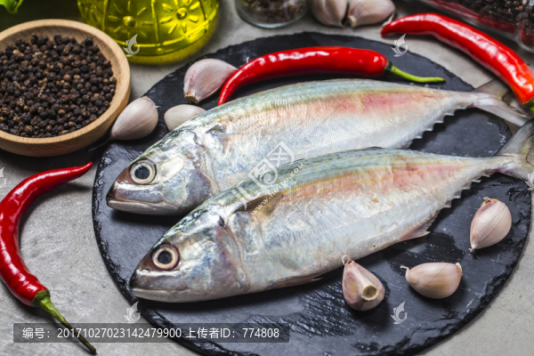 鯖科,富氏金帶花鯖