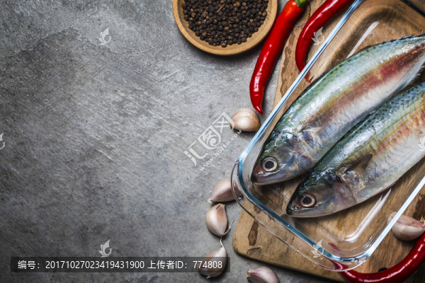 鯖科,富氏金帶花鯖