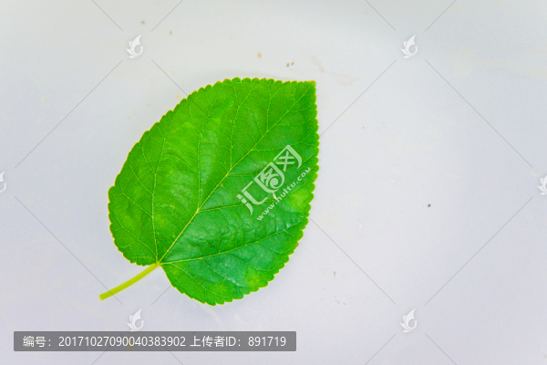 綠葉,高清,,樹(shù)葉