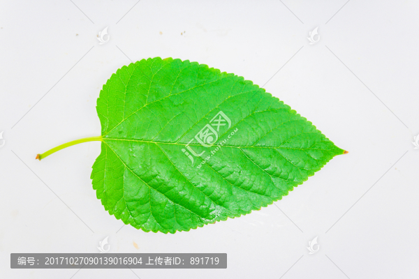 樹(shù)葉,高清,綠葉
