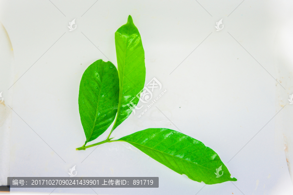 樹葉,綠葉,高清
