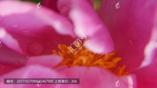牡丹花