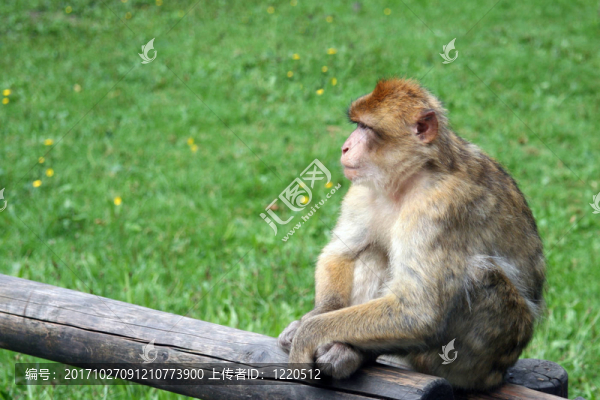 公園的動(dòng)物