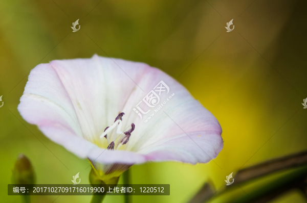 花卉