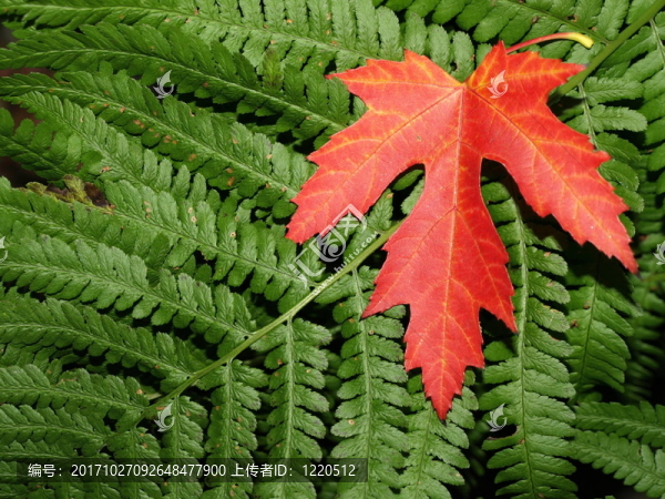 紅綠聯(lián)盟