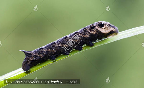 昆蟲