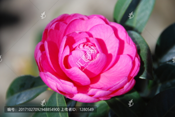 茶花,通草片