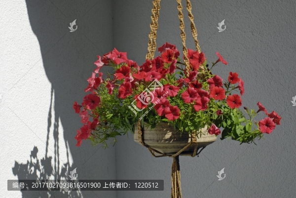 開花