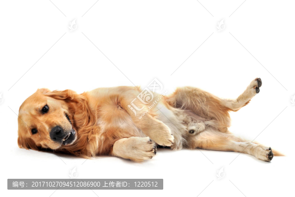 狗