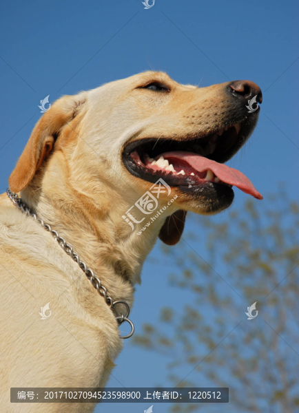 狗