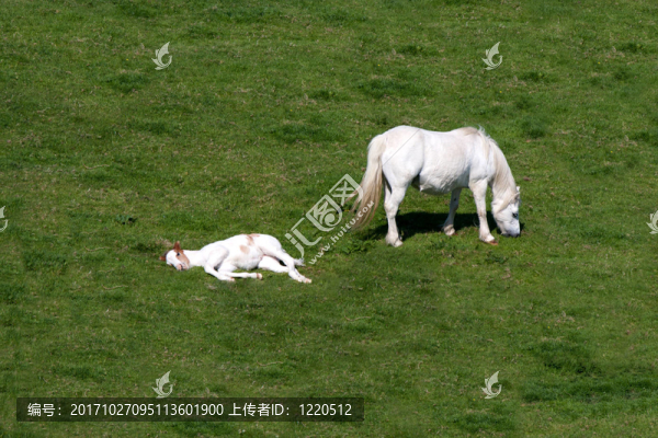 馬