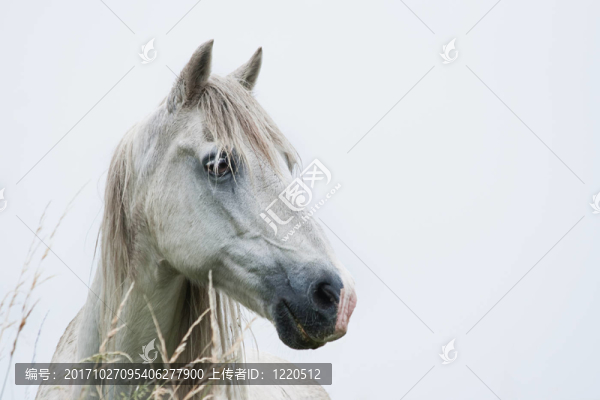 馬